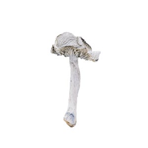 Albino Jedi Mind Fuck