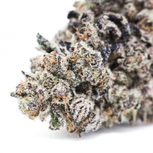 Trichome dusted Gelato bud, pale green with orange hairs throughout