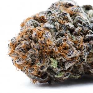 Mimosa strain from ATOM products. Large grey and orange bud site on a white background.