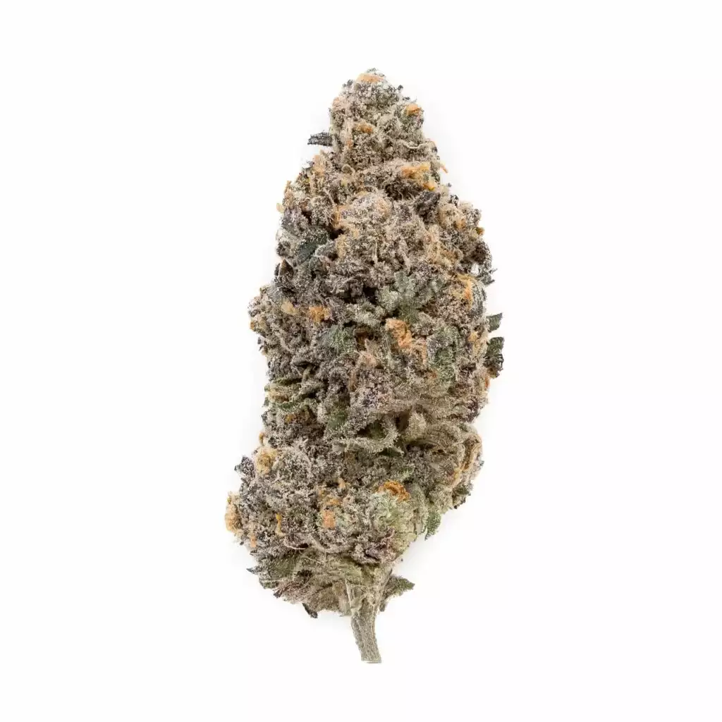 A bud of Runtz, pale green with scattered orange pistols