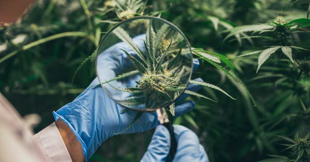 Best cannabis strains for PSTD - flower PTSD 
