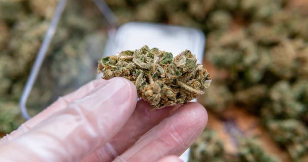 Cannabis Strain - dry - flower - glaucoma treatment