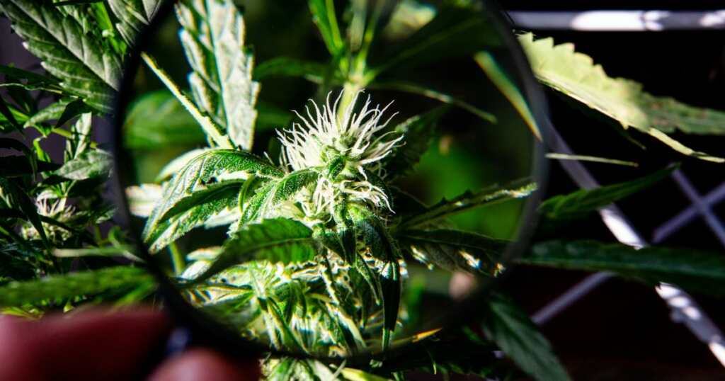 Cannabis plant - close up - leafs - researching for THC benefits - Asthma treatment