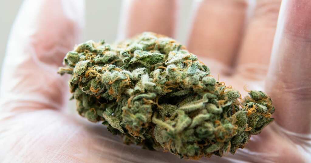 Ice Cream Cake Strain - Close Up - Flower - Cannabis