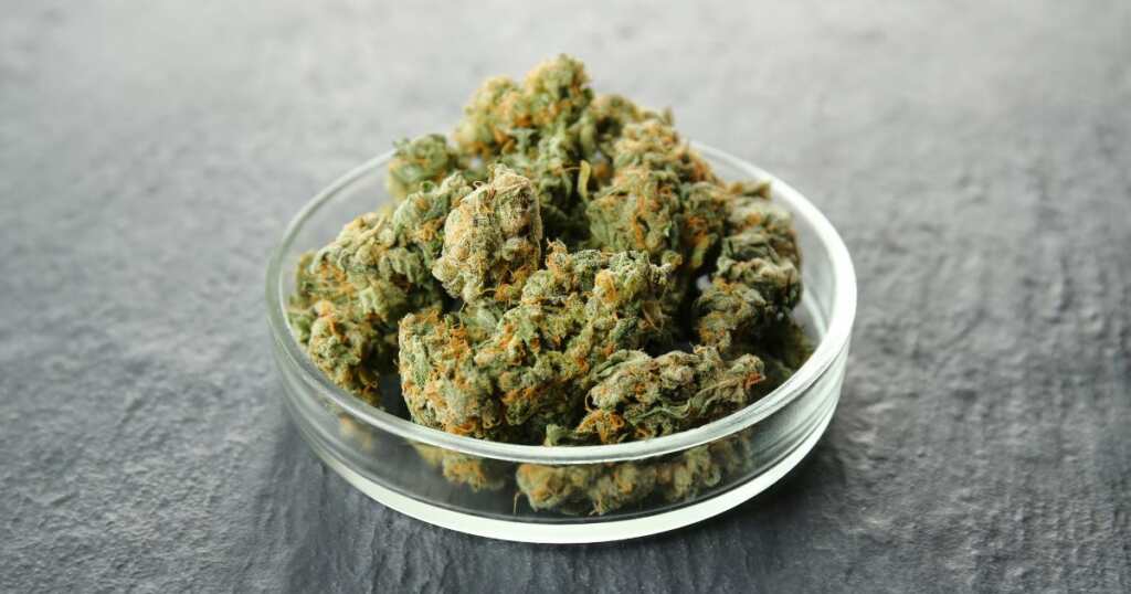 Ice Cream Cake - group pf buds - Cannabis Strain