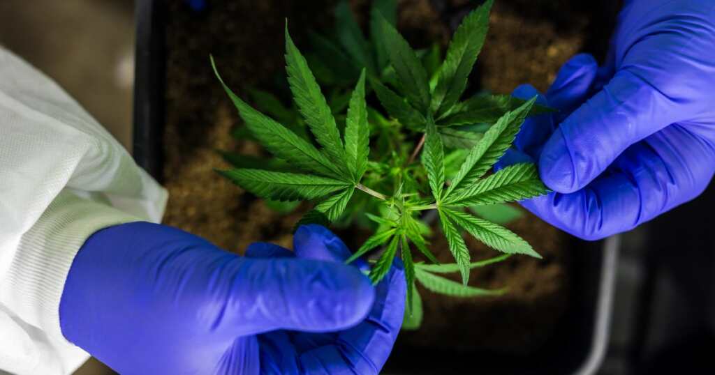 Medical Marijuana - growing plant - Cannabis 