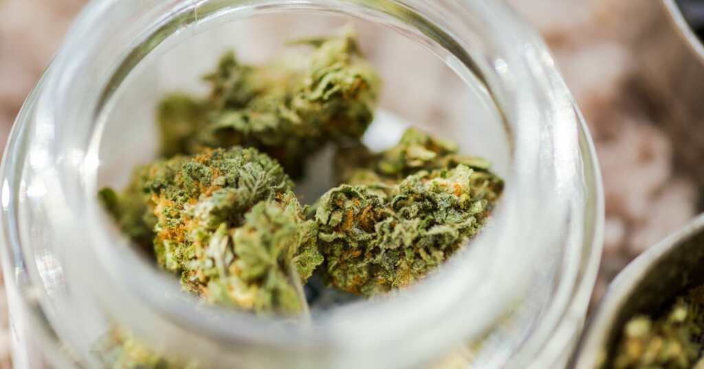 Cannabis Strain - Indica - Sativa - strain - dry flower in a jar - canna buds