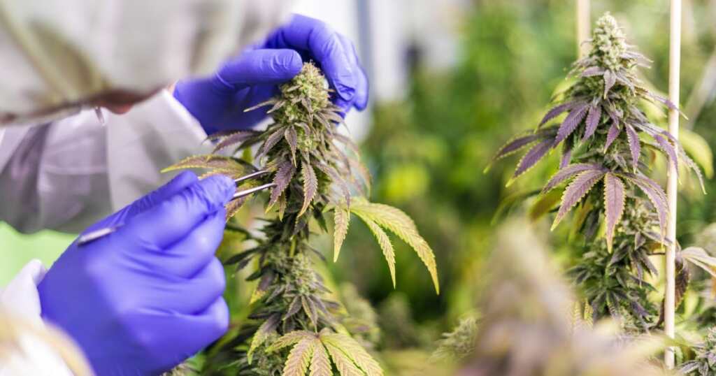Cannabis research - lab - strain for muscle recovery