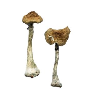 Burnaby Buds proudly presents Mexican Cubensis Magic Mushrooms - 3.5g! Our top grade mushrooms are perfect for any inquisitive mind, providing a potent and life-enriching psychedelic experience like no other. Try this amazing shroom now to begin your journey of exploration into the unknown realms of yourself!