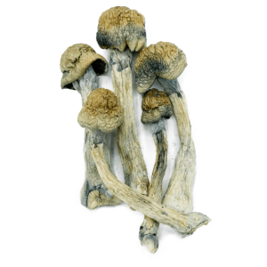 "Trinity Magic Mushrooms: Buy Hybrid Psychedelic Blends"