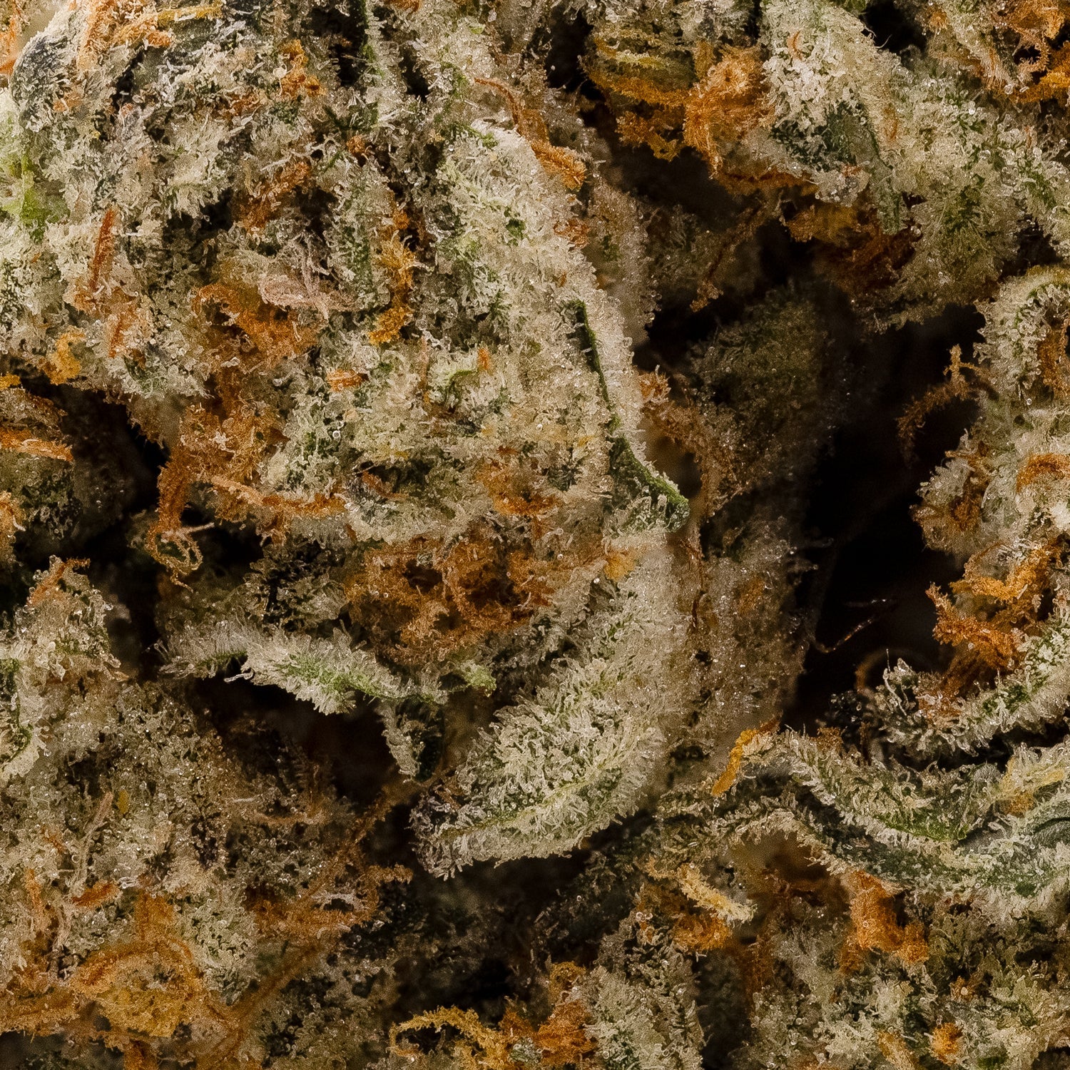 FruityPebblesOG-LuckyFarms-05