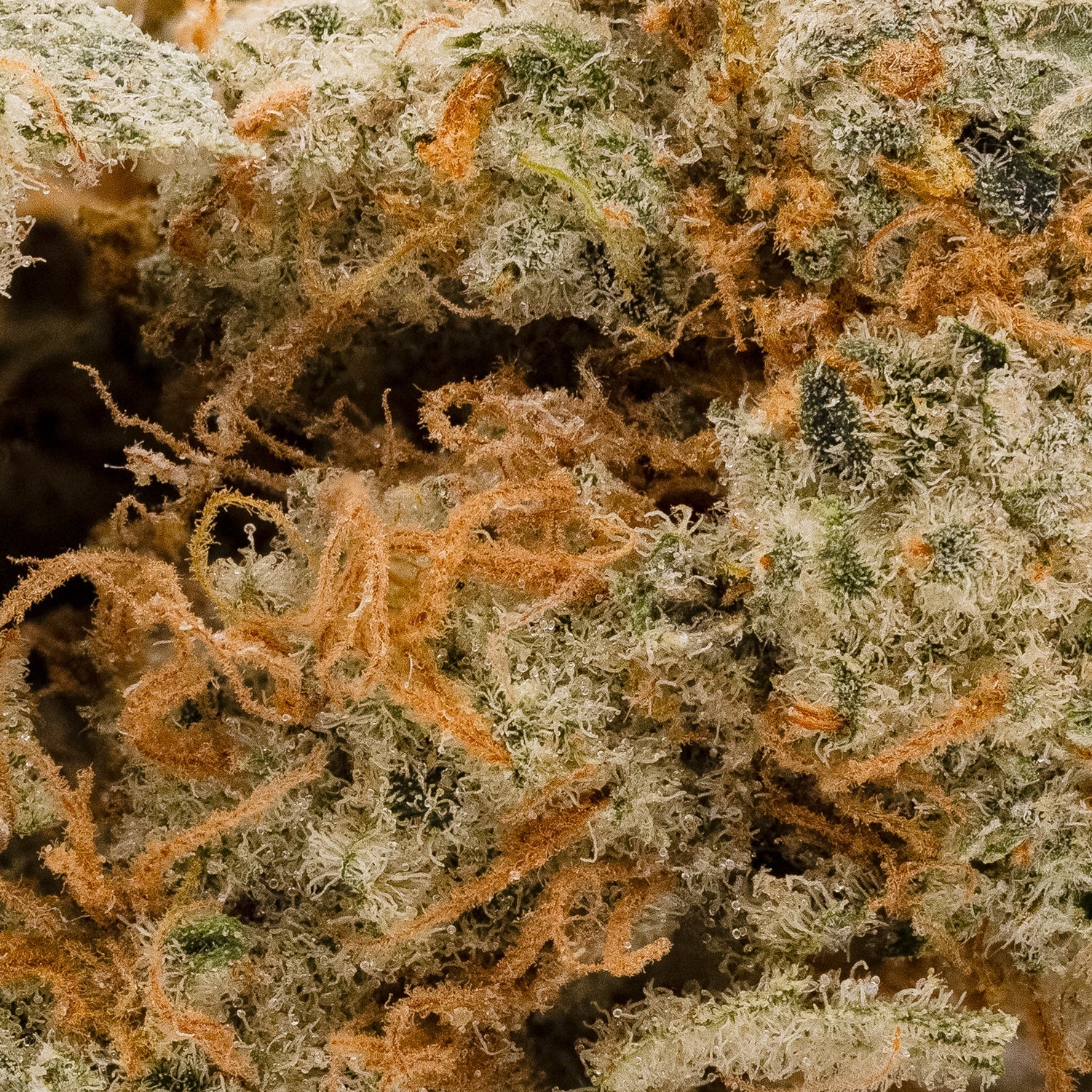 GreyGoose-LuckyFarms-05