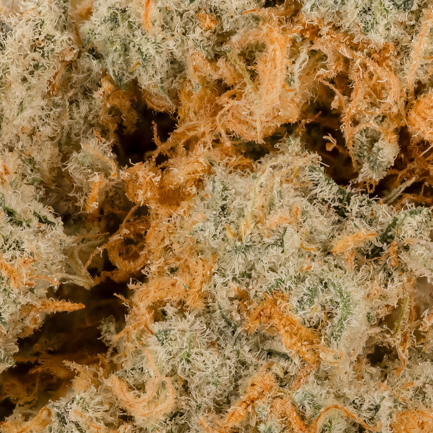 GreyGoose-LuckyFarms-06