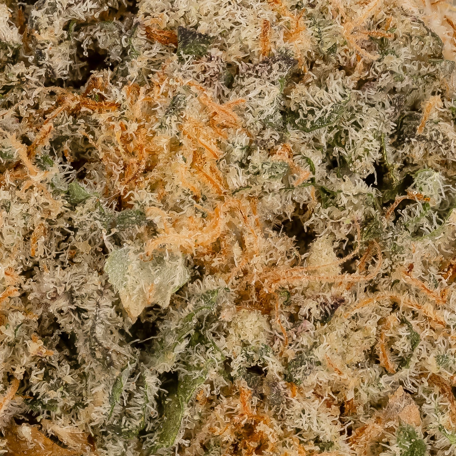 InfernoMac1-LuckyFarms-06