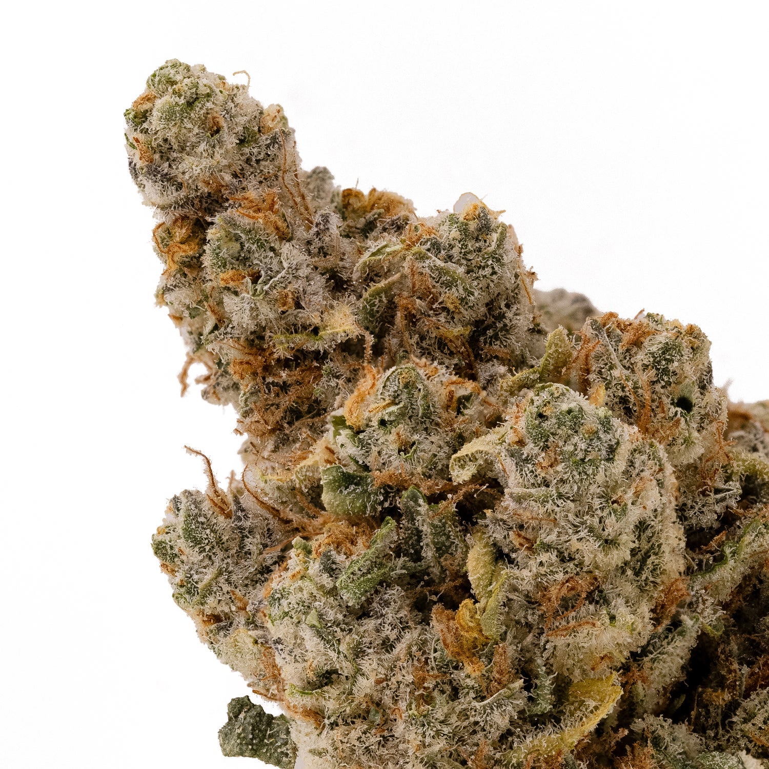 PanamaHaze-Albatross-05