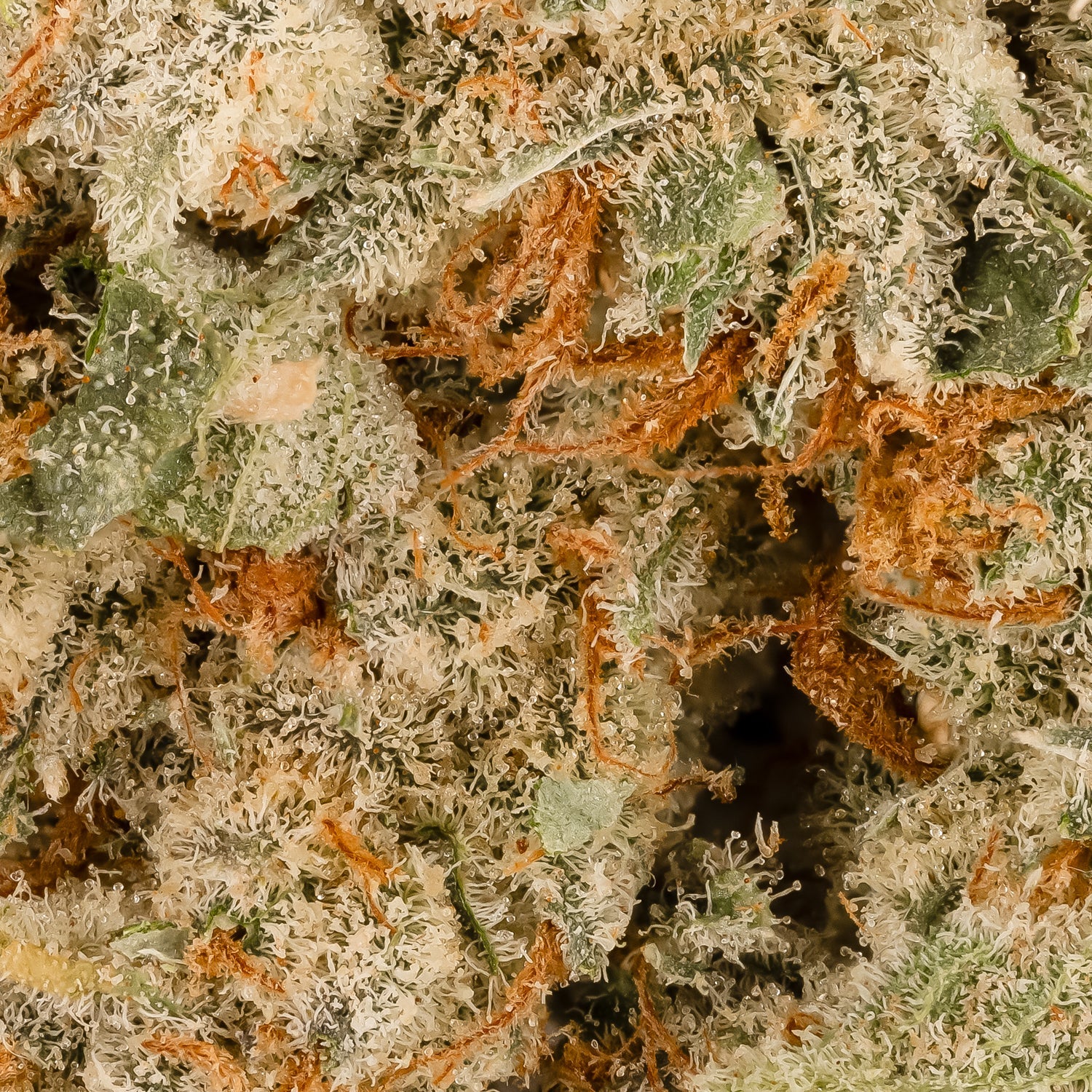 PanamaHaze-Albatross-07