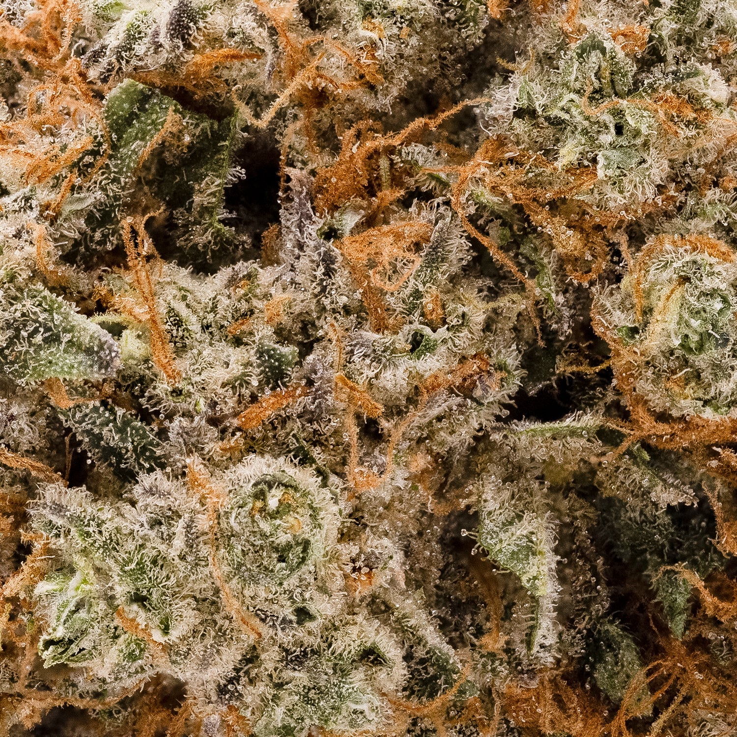 PlatinumKushBreath-05