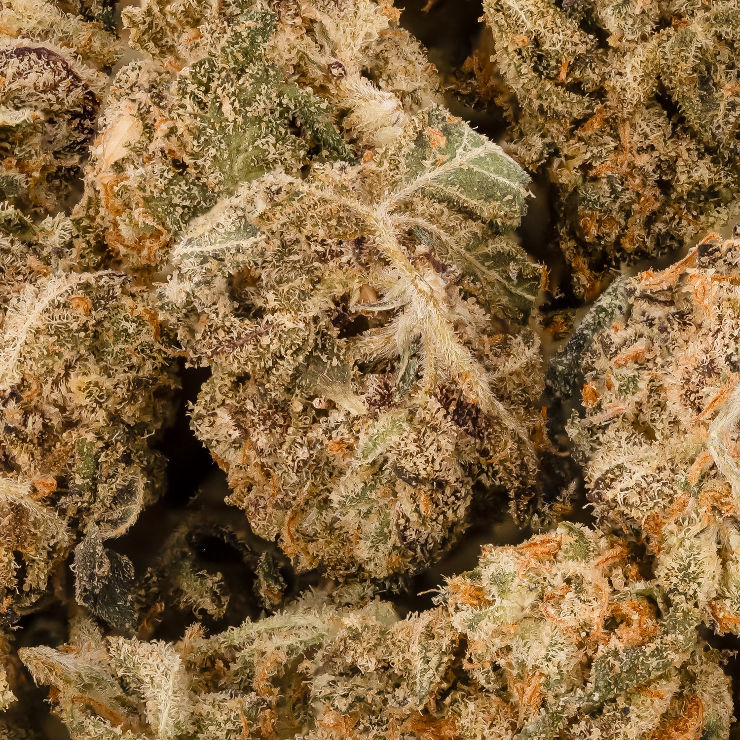 RainbowGelatoSmalls-DollarTreez-03