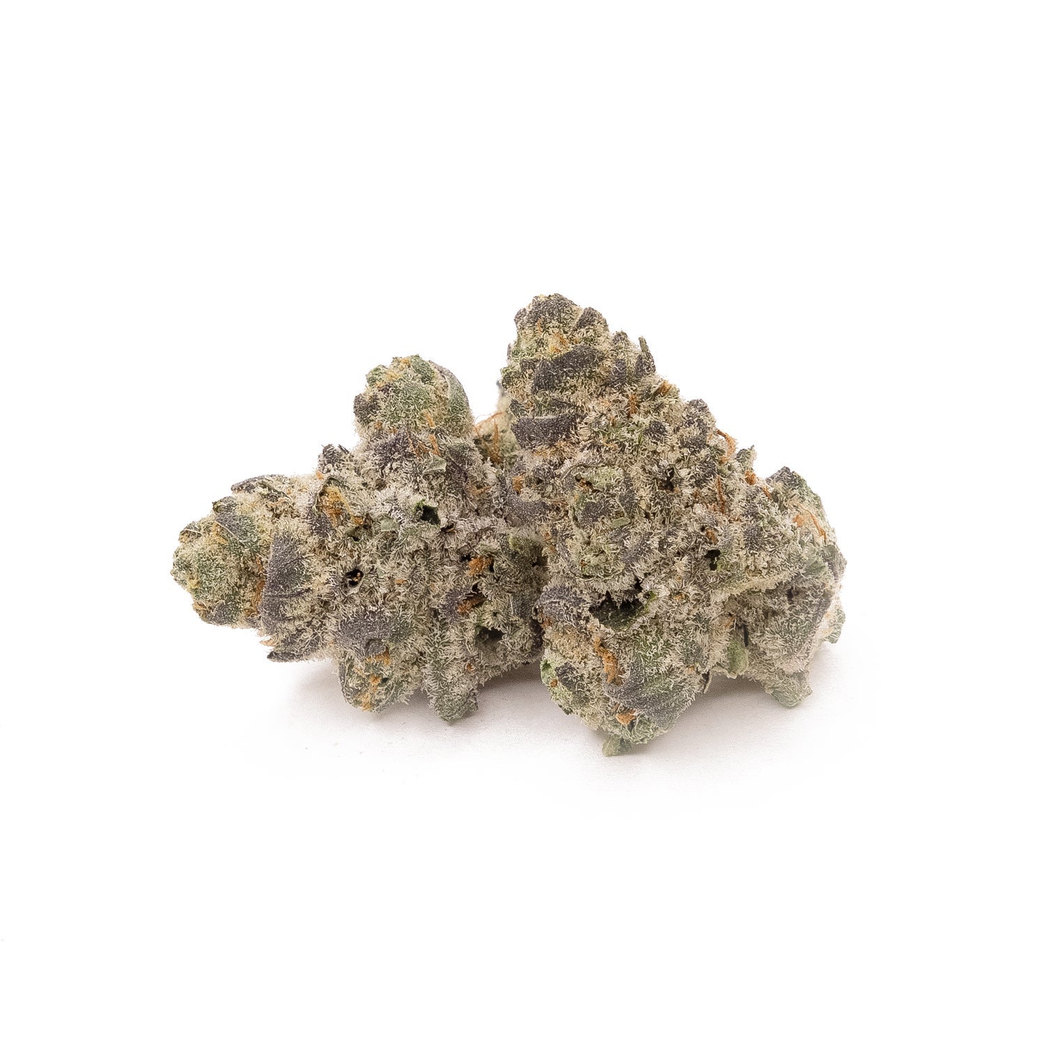 AnimalTsunamiHybrid-02