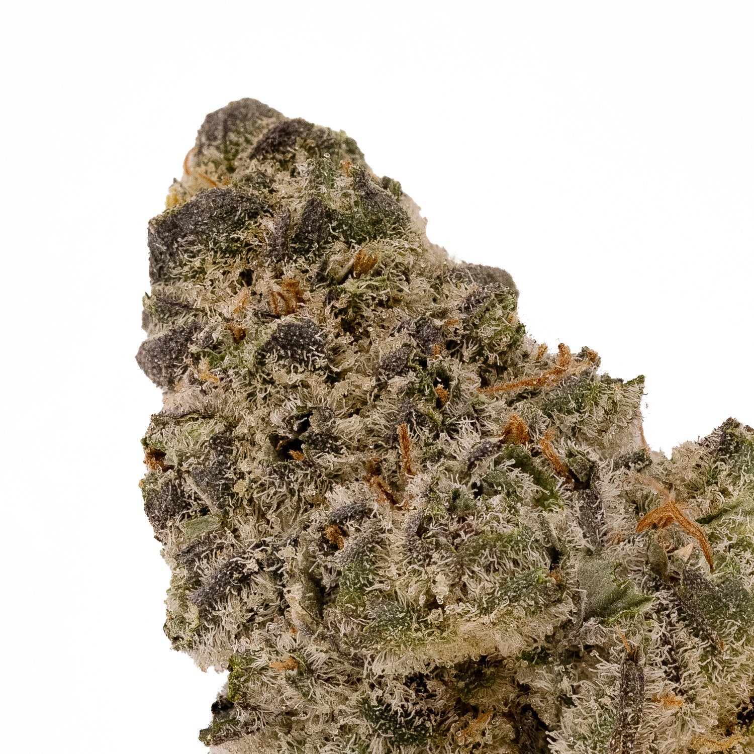 AnimalTsunamiHybrid-04