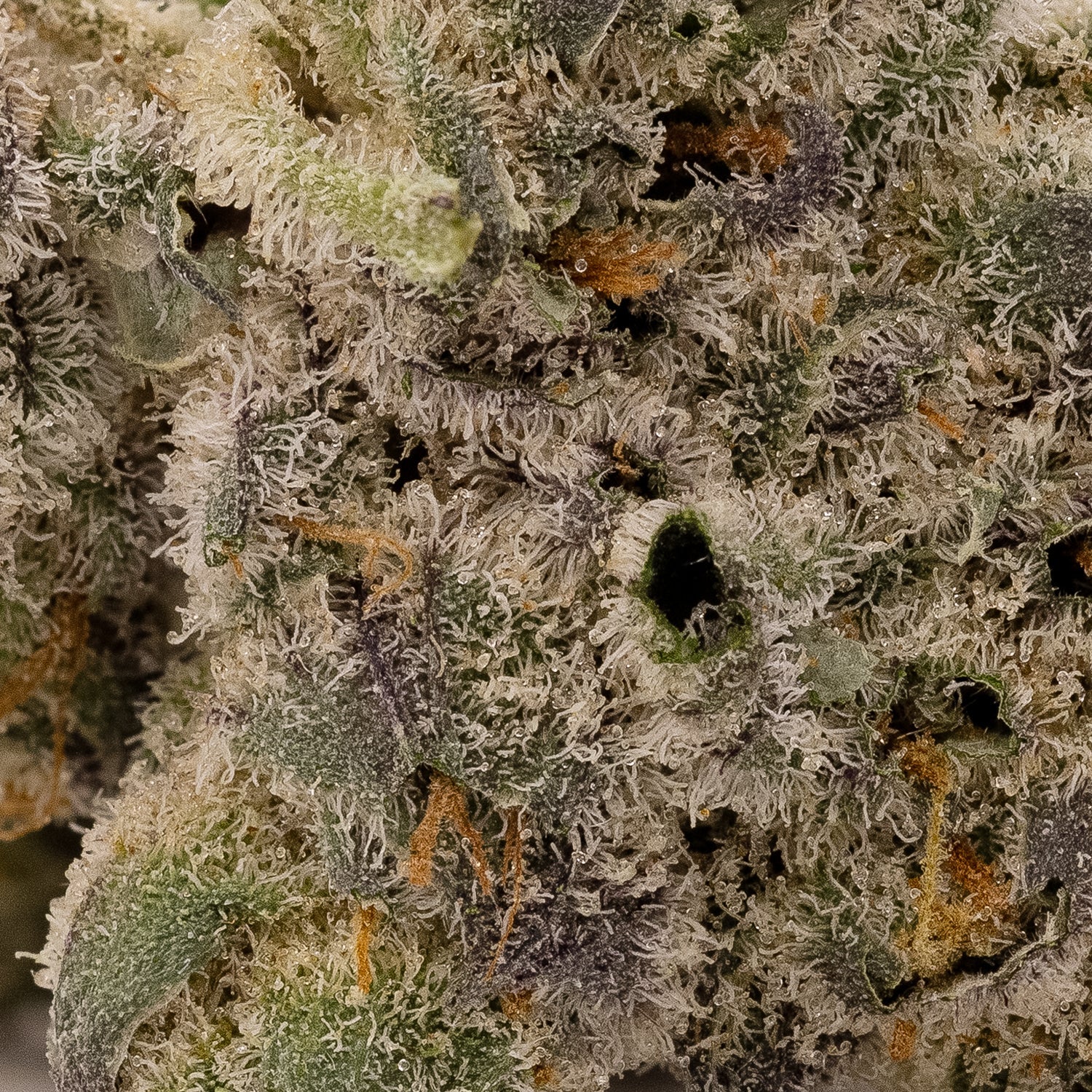 AnimalTsunamiHybrid-05