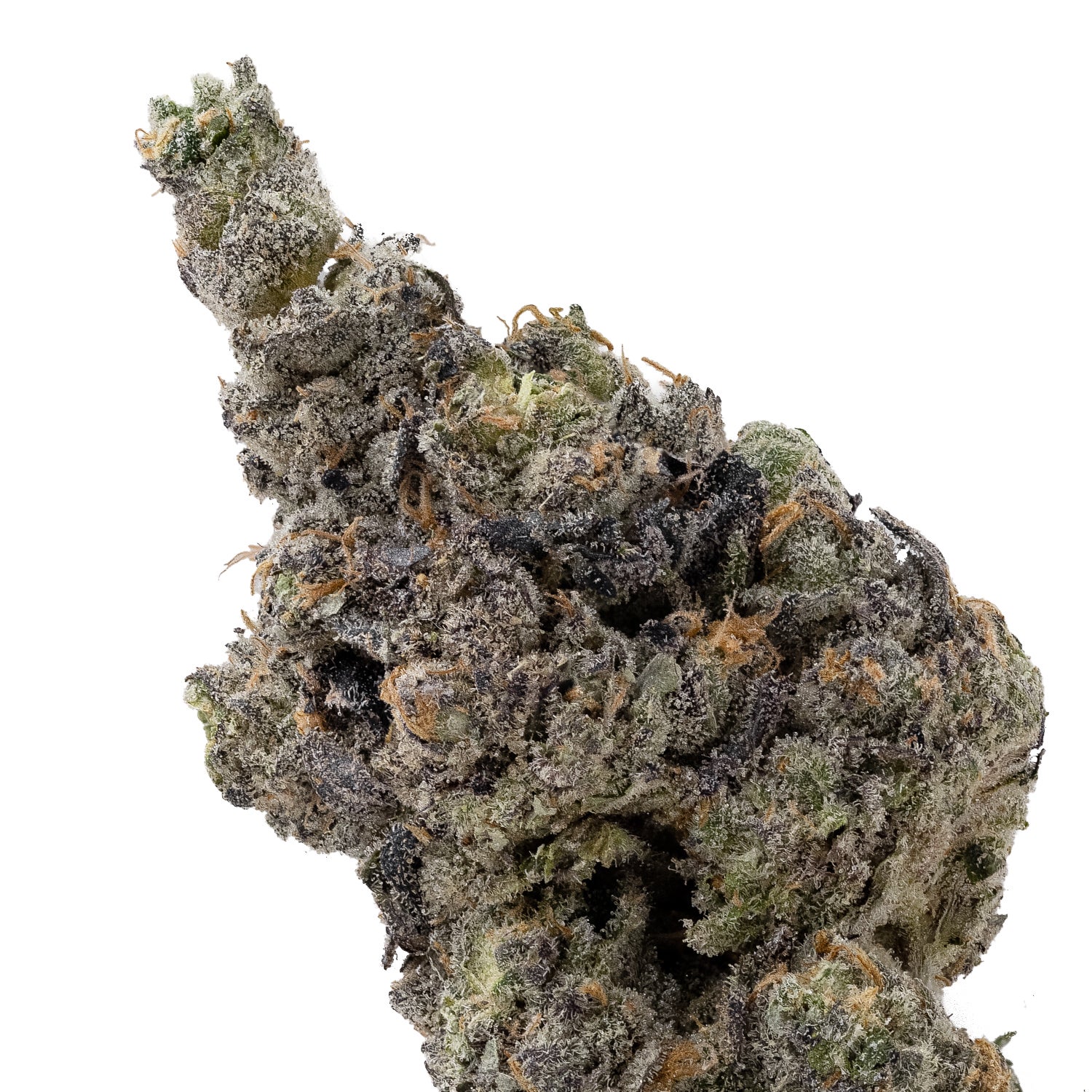 SunsetRuntz-CreamoftheCrop-04