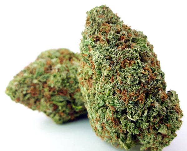 Vibrant Blue Dream bud. Bright orange hairs scattered, on a white background.