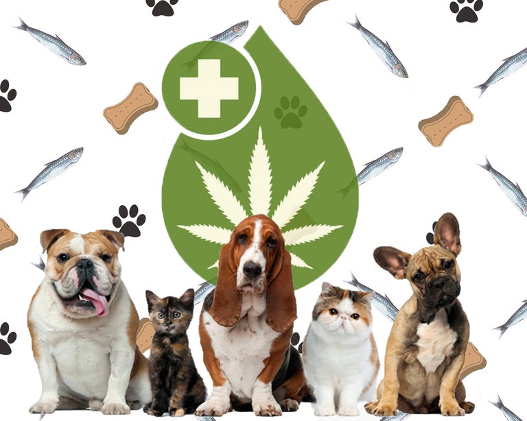 CBD for Pets