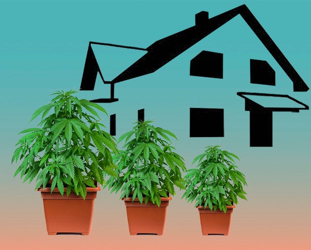 how to grow cannabis at home