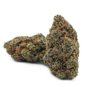 Chocolope cannabis strain bud on a white background.