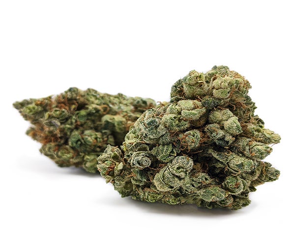 2 buds of the Gorilla Glue #4 strain on a white background.