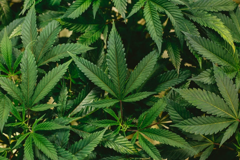 indica sativa and hybrid strains