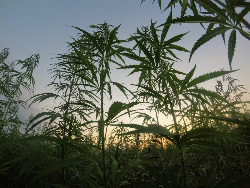 landrace cannabis strains