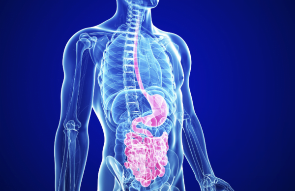 Do Edibles Take Longer To Work On A Full Stomach Edibles On Empty Stomach Vs. Full Stomach — The Effects | Budmail
