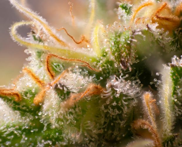 this image features the best terpenes for focus