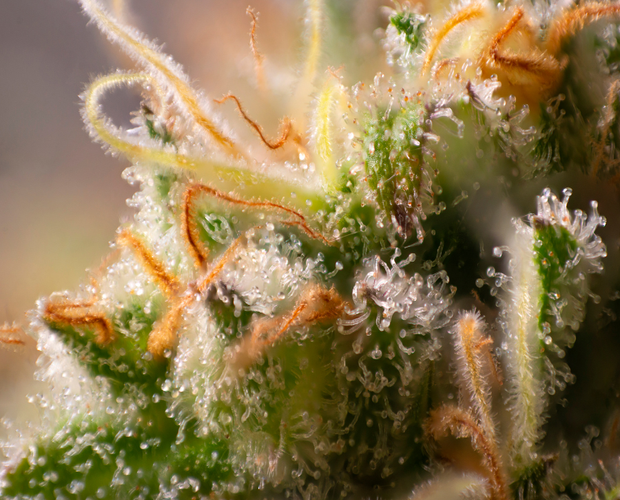 this image features the best terpenes for focus