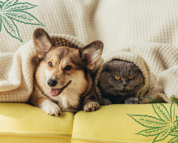 this image features marijuana for pets.