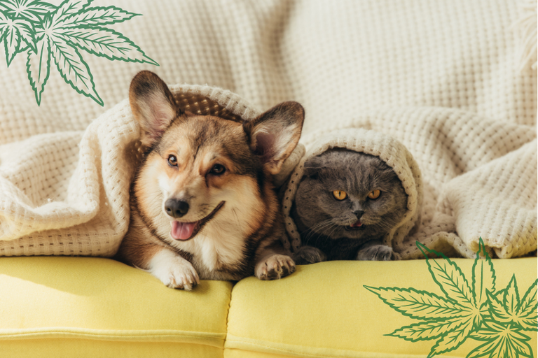 this image features marijuana for pets.