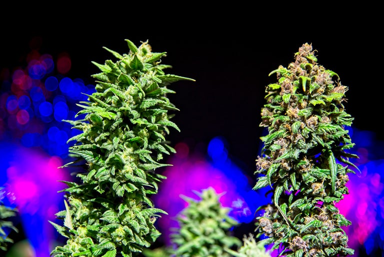 2 plants of autoflower cannabis growing next to each other. A third in the background. The plants are straight with one main cola as opposed to many.