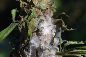 A picture of moldy weed. There is white cotton-like substance surrounding the cannabis bud.