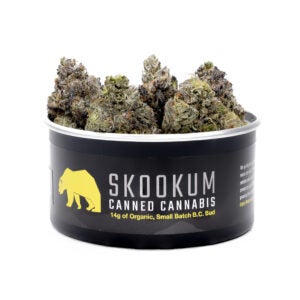 Pink Chapo strain from Skookum Cannabis. Premium craft cannabis buds sit in a high-quality black tin.