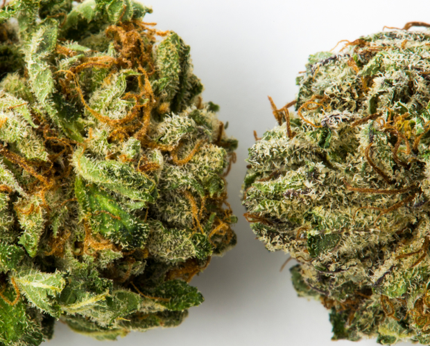 Bid buds vs small buds - cannabis nugs dry flower - weed strain