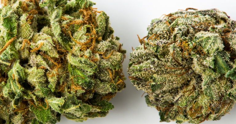 Bid buds vs small buds - cannabis nugs dry flower - weed strain