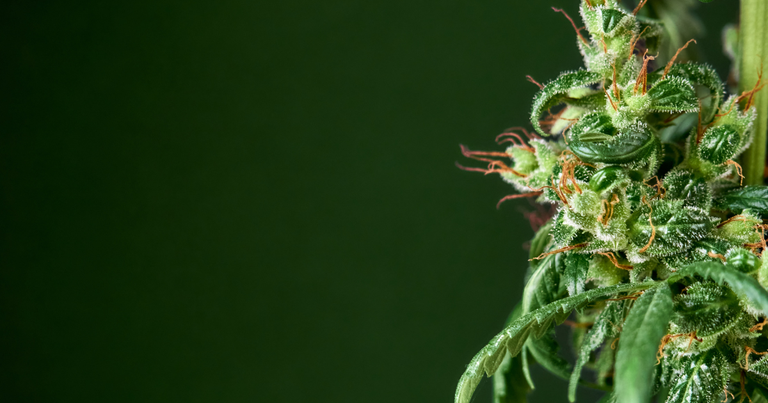 Biscotti-cannabis-flower-strain-dry-flower