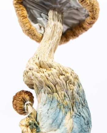 Blue Goba