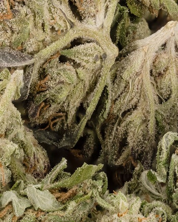 Peoples Choice - Huckleberry Kush (Smalls)
