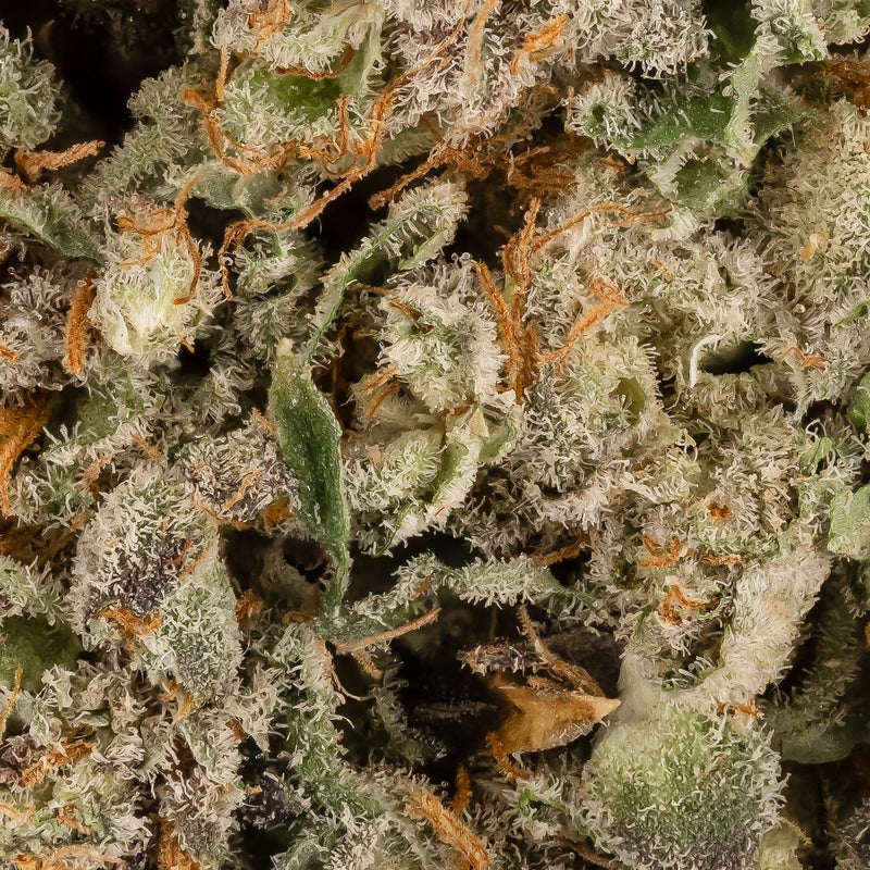 Fun Buds - Vice City