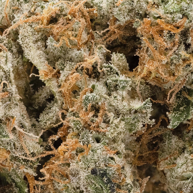 Okanaganja - Truffle Monkey