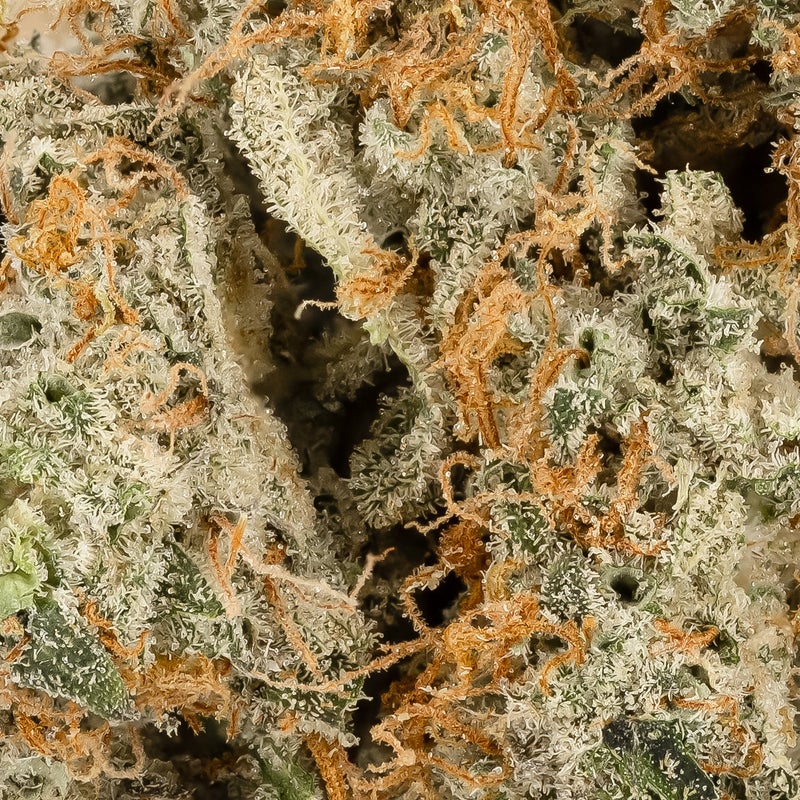Okanaganja - Truffle Monkey