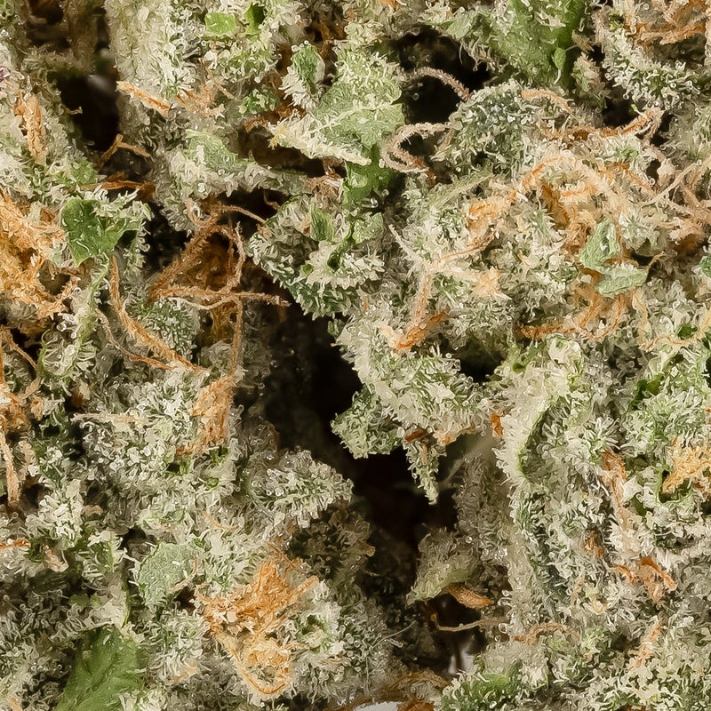 Vibrant Cannabis - Twizzle Dance